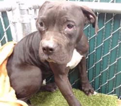 Shelter Stray Male Dog last seen , 11258 Garfield Ave, Downey, CA 90242, USA
