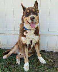 Shelter Stray Male Dog last seen Near BLOCK LOVETTA DR, BAKERSFIELD CA 93308, 3951 Fruitvale Ave, Bakersfield, CA 93308, USA