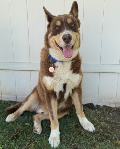 Shelter Stray Male Dog last seen Near BLOCK LOVETTA DR, BAKERSFIELD CA 93308, 3951 Fruitvale Ave, Bakersfield, CA 93308, USA
