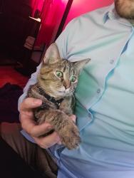 Lost Female Cat last seen Near 17th ave, Minneapolis, MN 55404