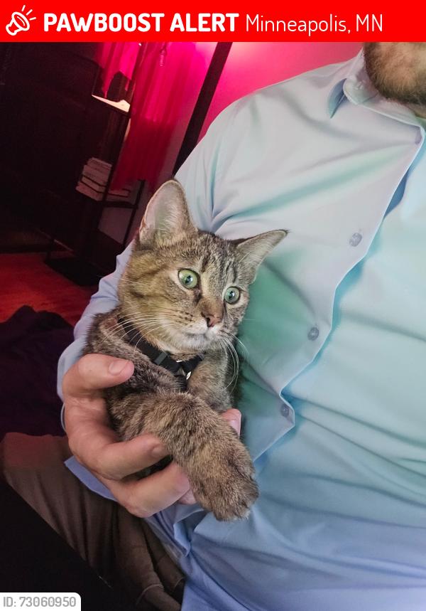 Lost Female Cat last seen Near 17th ave, Minneapolis, MN 55404