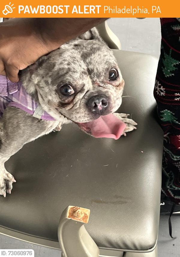 Found/Stray Female Dog last seen Pine street , Philadelphia, PA 19143