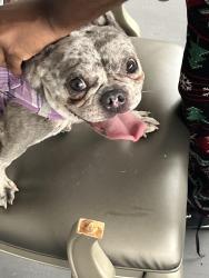 Found/Stray Female Dog last seen Pine street , Philadelphia, PA 19143