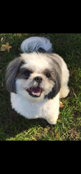 Lost Male Dog last seen Near ward Rd Columbus Ohio, Columbus, OH 43224