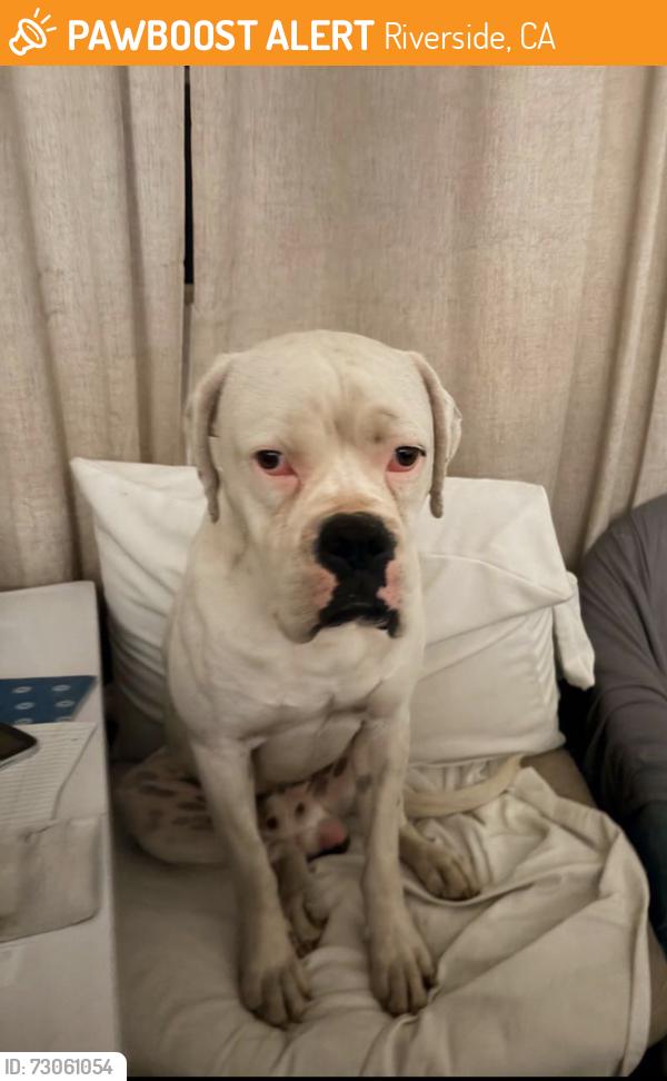 Found/Stray Male Dog last seen Ocean Ct and Gramercy Place , Riverside, CA 92505