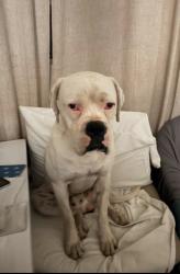 Found/Stray Male Dog last seen Ocean Ct and Gramercy Place , Riverside, CA 92505