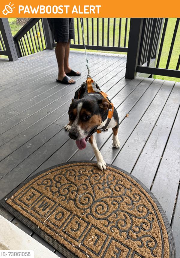 Found/Stray Male Dog last seen W Alabama Drive Acworth Georgia 30102, Cherokee County, GA 30102