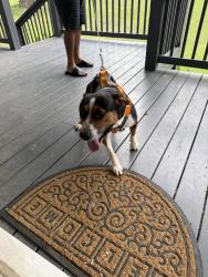 Found/Stray Male Dog last seen W Alabama Drive Acworth Georgia 30102, Cherokee County, GA 30102