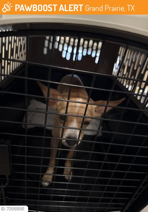 Found/Stray Male Dog last seen Near Florence St, Grand Prairie, TX 75052