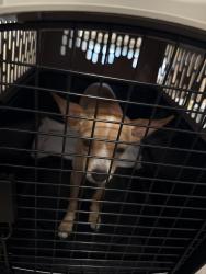 Found/Stray Male Dog last seen Near Florence St, Grand Prairie, TX 75052