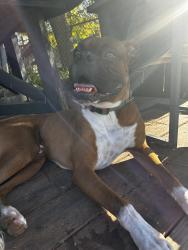 Lost Male Dog last seen Sweetwater and Fairlomas by the plaza Bonita mall, National City, CA 91950