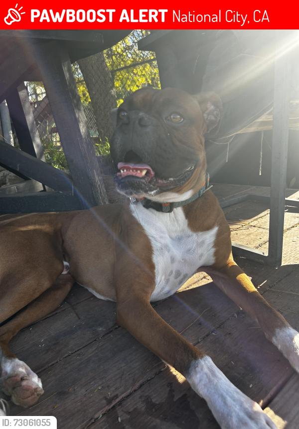 Lost Male Dog last seen Sweetwater and Fairlomas by the plaza Bonita mall, National City, CA 91950