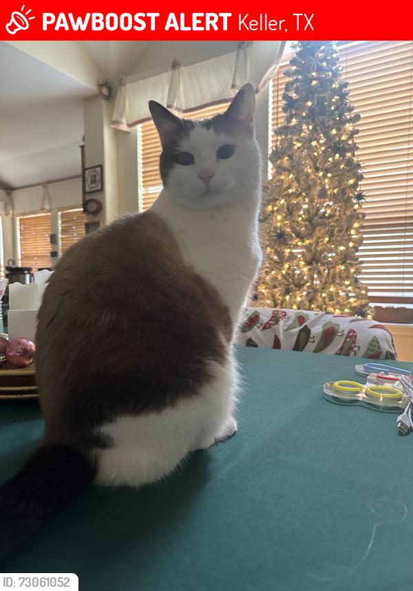 Lost Female Cat last seen Carriage Gate and Willowwood Trail, Keller, TX 76248