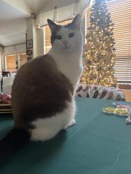 Lost Female Cat last seen Carriage Gate and Willowwood Trail, Keller, TX 76248