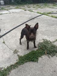Found/Stray Male Dog last seen By Fruitvale Bart area crossing busy street, Oakland, CA 94601