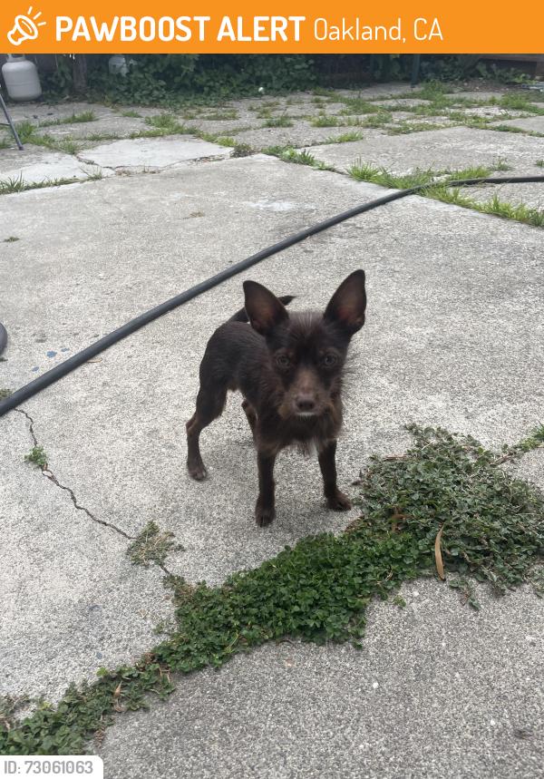 Found/Stray Male Dog last seen By Fruitvale Bart area crossing busy street, Oakland, CA 94601