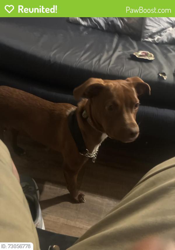 Reunited Male Dog last seen Telegraph and channing , Berkeley, CA 94704