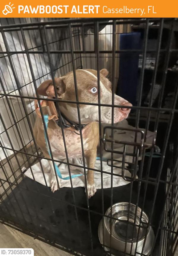 Found/Stray Female Dog last seen Near SR-436 S Casselberry, FL 32707 United States, Casselberry, FL 32707