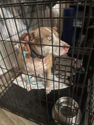 Found/Stray Female Dog last seen Near SR-436 S Casselberry, FL 32707 United States, Casselberry, FL 32707