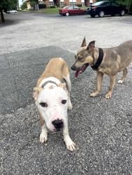 Found/Stray Male Dog last seen Jackson Street and Gorman Street, Raleigh, NC 27607