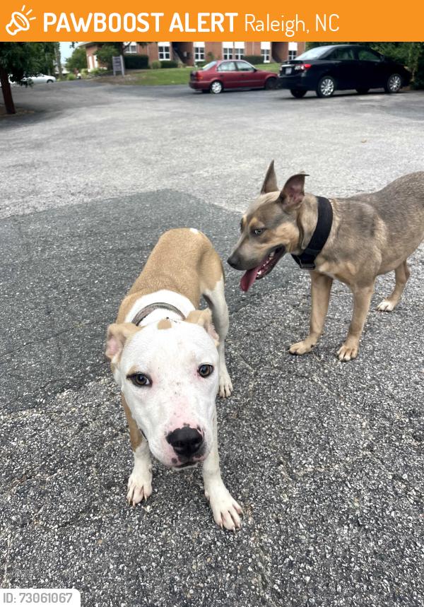 Found/Stray Male Dog last seen Jackson Street and Gorman Street, Raleigh, NC 27607