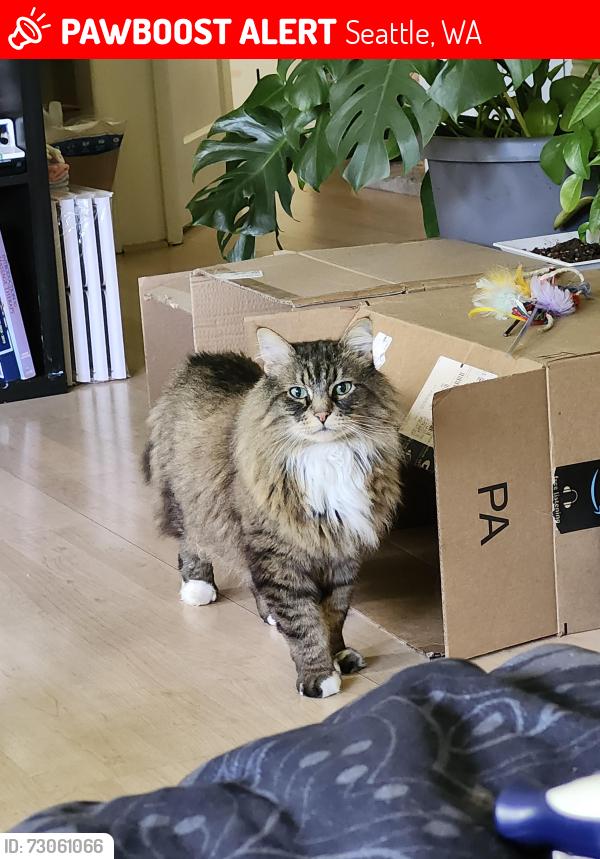 Lost Male Cat last seen Ingram highschool, Seattle, WA 98133