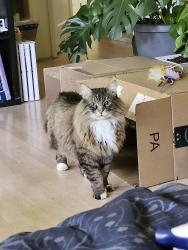 Lost Male Cat last seen Ingram highschool, Seattle, WA 98133