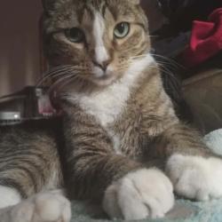 Lost Male Cat last seen Near van Buren Ave, El Paso, TX 79930