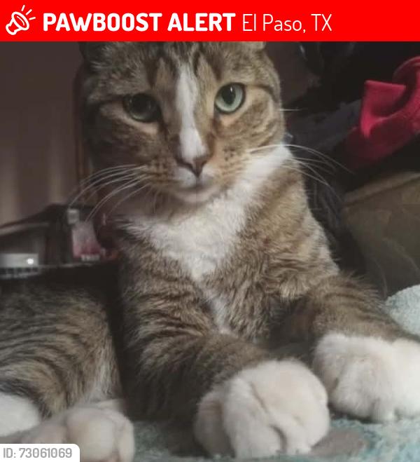 Lost Male Cat last seen Near van Buren Ave, El Paso, TX 79930