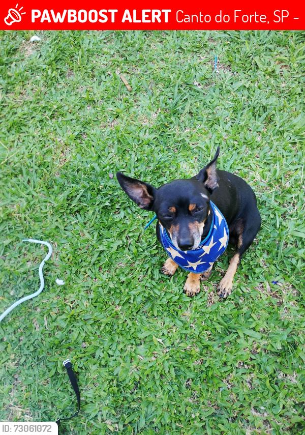 Lost Male Dog last seen Predio baterias guerart, Canto do Forte, SP 11700-210