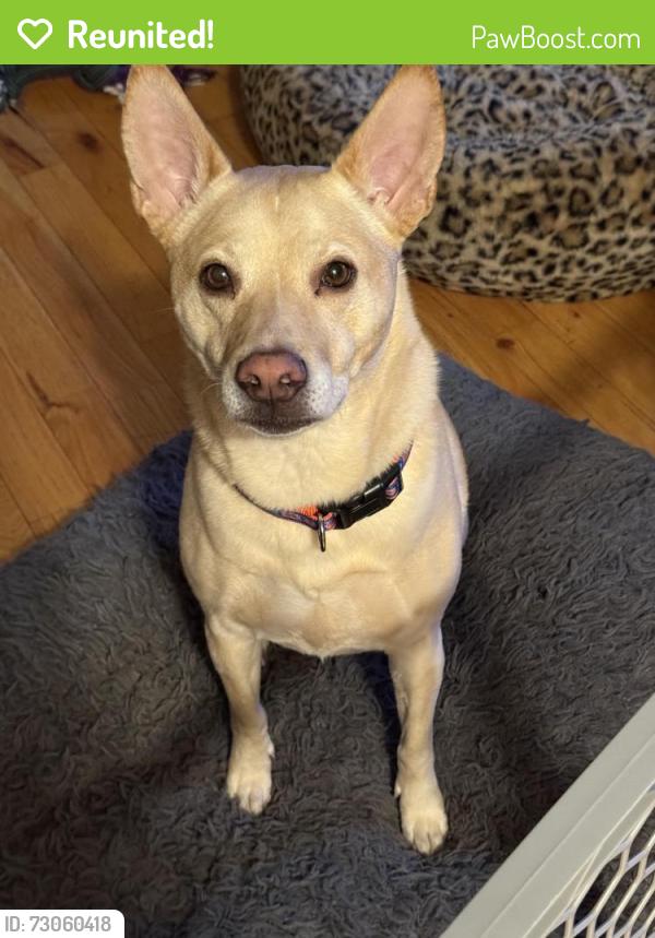 Reunited Male Dog last seen Cross County, Yonkers, NY 10705