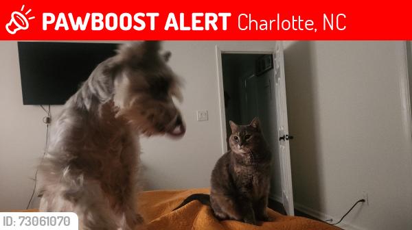 Lost Female Cat last seen Cardamon ct/ Cinamon field, Charlotte, NC 28273