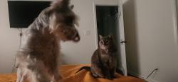 Lost Female Cat last seen Cardamon ct/ Cinamon field, Charlotte, NC 28273
