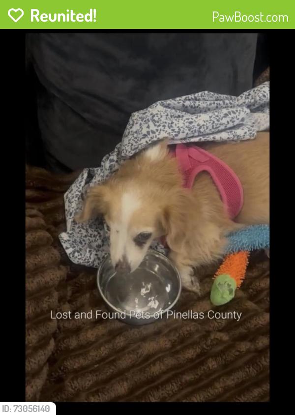 Reunited Female Dog last seen Clover Hill Rd, Palm Harbor, FL 34683