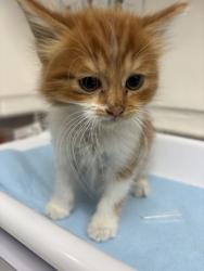 Shelter Stray Female Cat last seen , , CA, 1101 29th Ave, Oakland, CA 94601, USA