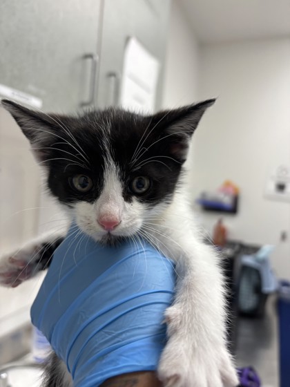 Shelter Stray Male Cat last seen on the exit of Hegenberger rd, Oakland, CA, 1101 29th Ave, Oakland, CA 94601, USA