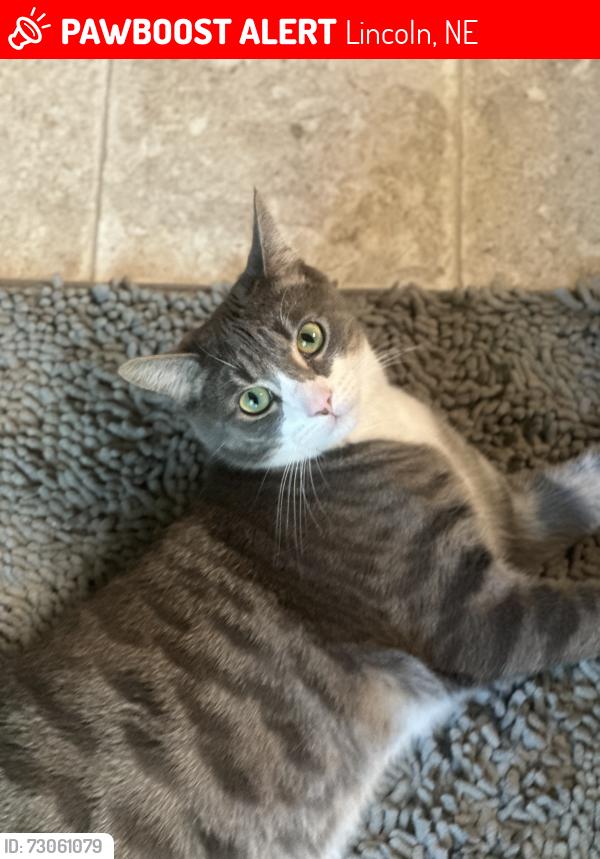 Lost Male Cat last seen S.43rd & Bingham lane, Lincoln, NE 68516