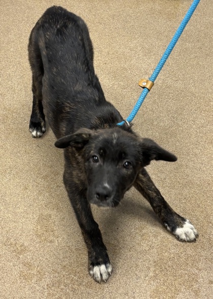 Shelter Stray Female Dog last seen Near Indian Creek Way, Clarkston, GA 30021, 30021, GA, 3280 Chamblee Dunwoody Rd, Chamblee, GA 30341, USA