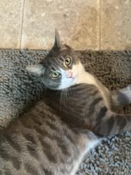 Lost Male Cat last seen S.43rd & Bingham lane, Lincoln, NE 68516
