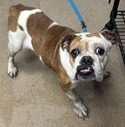 Shelter Stray Female Dog last seen Near Cooledge Rd, Tucker, GA 30084, 30084, GA, 3280 Chamblee Dunwoody Rd, Chamblee, GA 30341, USA