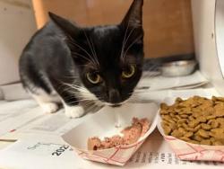 Shelter Stray Female Cat last seen Rebecca Way Lithonia, GA 30058, 30058, GA, 3280 Chamblee Dunwoody Rd, Chamblee, GA 30341, USA