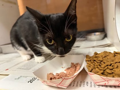 Shelter Stray Female Cat last seen Rebecca Way Lithonia, GA 30058, 30058, GA, 3280 Chamblee Dunwoody Rd, Chamblee, GA 30341, USA