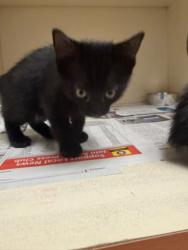 Shelter Stray Unknown Cat last seen Rebecca Way Lithonia, GA 30058, 30058, GA, 3280 Chamblee Dunwoody Rd, Chamblee, GA 30341, USA