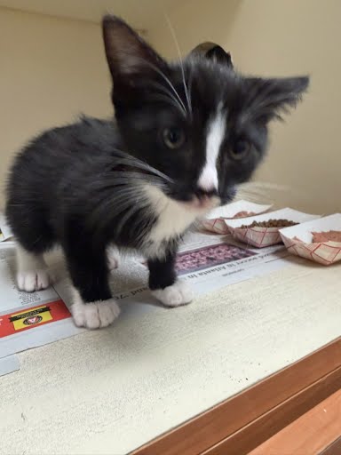 Shelter Stray Female Cat last seen Rebecca Way Lithonia, GA 30058, 30058, GA, 3280 Chamblee Dunwoody Rd, Chamblee, GA 30341, USA