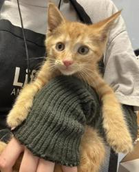 Shelter Stray Male Cat last seen Near New Peachtree Rd, Chamblee, GA 30341, 30341, GA, 3280 Chamblee Dunwoody Rd, Chamblee, GA 30341, USA