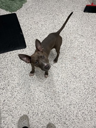 Shelter Stray Female Dog last seen FedEx Ship Center (Windsor St), Atlanta, GA, 1251 Fulton Industrial Blvd NW, Atlanta, GA 30336, USA
