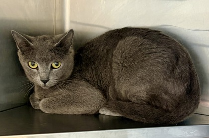 Shelter Stray Female Cat last seen Near North Hairston Road, 30083, GA, 3280 Chamblee Dunwoody Rd, Chamblee, GA 30341, USA