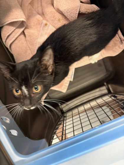 Shelter Stray Female Cat last seen Switcher Ct and Jonesboro Rd., Union City, GA, 1251 Fulton Industrial Blvd NW, Atlanta, GA 30336, USA