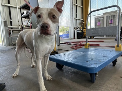 Shelter Stray Female Dog last seen Near MALAGA DR, North District, , 355 Hillshire Dr, Haslet, TX 76052, USA