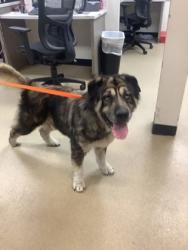Shelter Stray Male Dog last seen Near FORUM WAY S, South District, TX, 355 Hillshire Dr, Haslet, TX 76052, USA